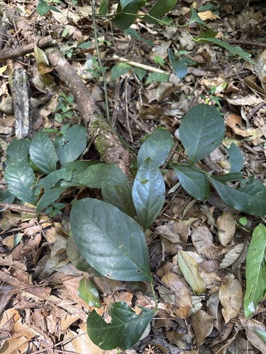 Citronella moorei, 2026-01-31
