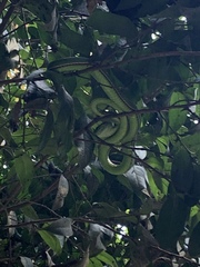 Trimeresurus popeiorum