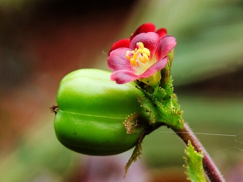 Jatropha gossypiifolia