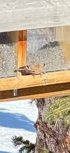Brown-capped Rosy Finch (Leucosticte australis), photo 2