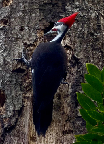 Pileated Woodpecker