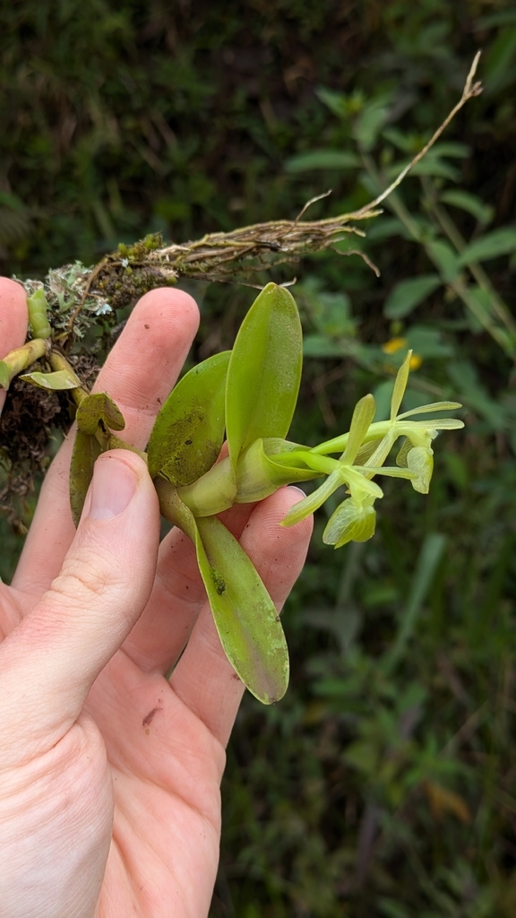Epidendrum apaganoides