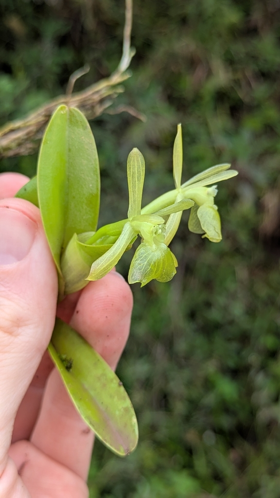 Epidendrum apaganoides D.E.Benn. & Christenson 2