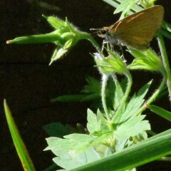 Geranium sibiricum