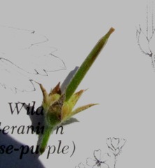 Geranium sibiricum