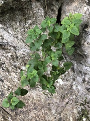 Scutellaria rubropunctata