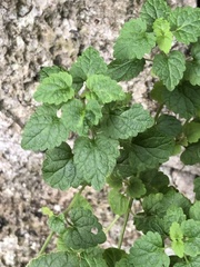 Scutellaria rubropunctata