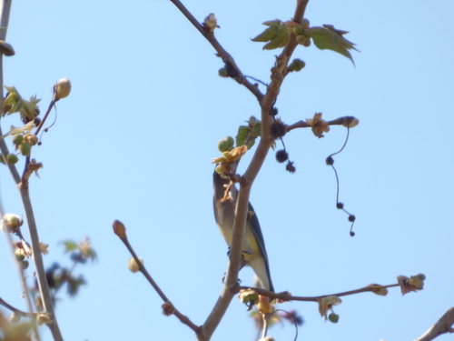 iNaturalist observation photo of Cedar Waxwing