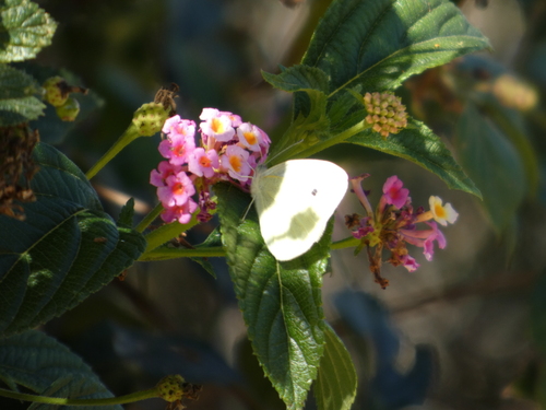 iNaturalist observation photo of Small White