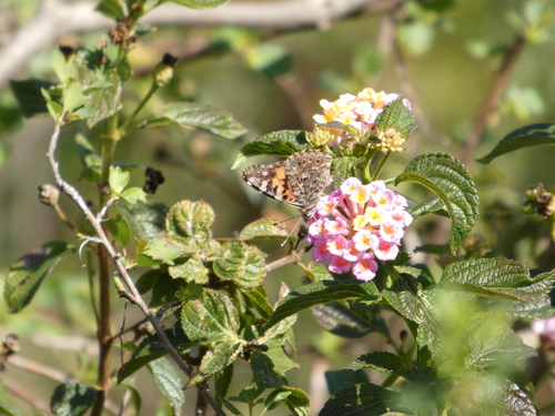 iNaturalist observation photo of Painted Lady