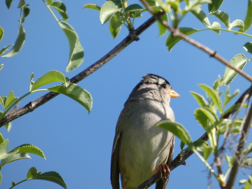 iNaturalist observation photo of White-crowned Sparrow