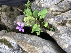Viola philippica pseudojaponica