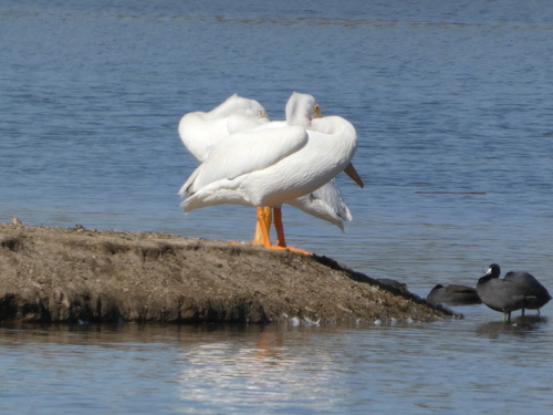iNaturalist observation photo of American White Pelican