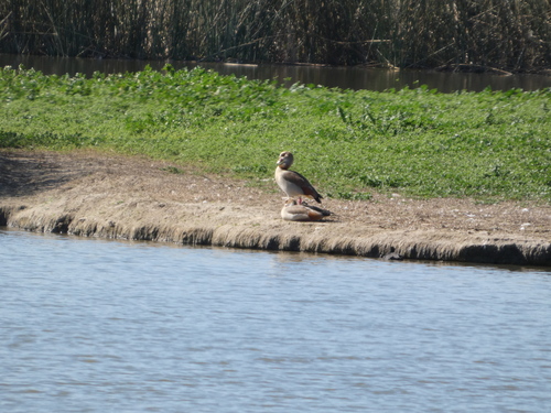 iNaturalist: (c) Sheldon Logan, some rights reserved (CC BY-NC), uploaded by Sheldon Logan iNaturalist image