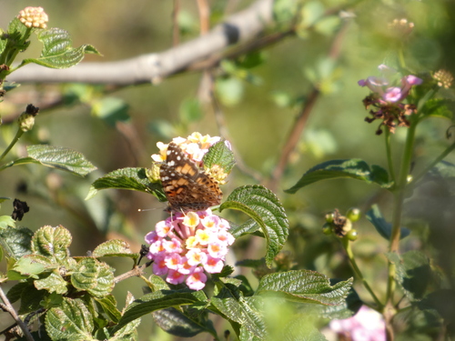 iNaturalist observation photo of Painted Lady