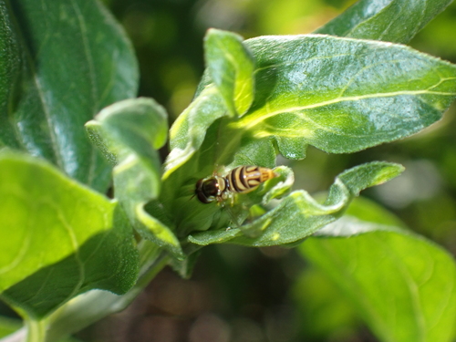 iNaturalist observation photo of Oblique Streaktail