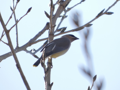 iNaturalist observation photo of Cedar Waxwing