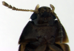 Litargus balteatus