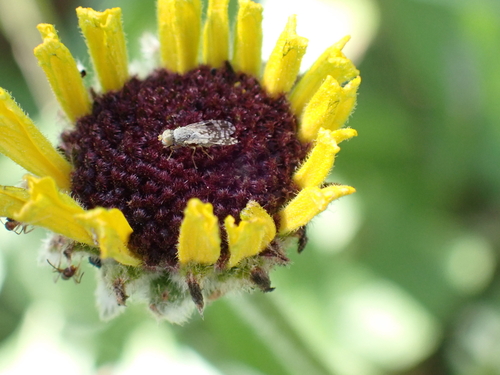 iNaturalist observation photo of Tephritis