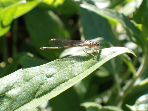 iNaturalist observation photo of Pacific Forktail