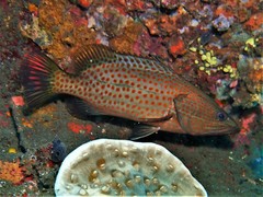 Anyperodon leucogrammicus