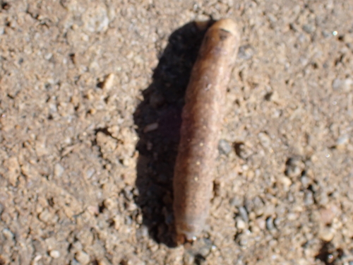 iNaturalist observation photo of Variegated Cutworm Moth