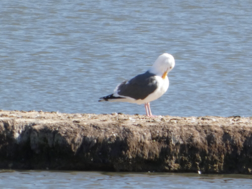iNaturalist observation photo of Western Gull