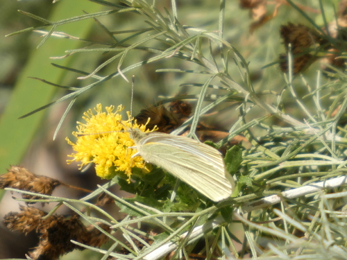 iNaturalist observation photo of Small White