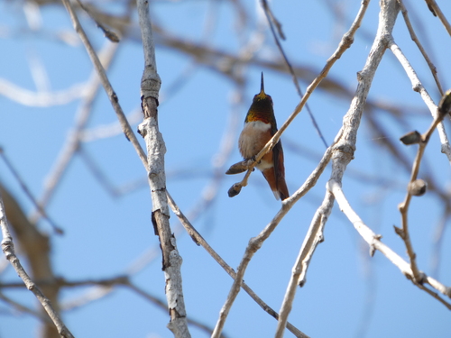 iNaturalist observation photo of Allen's Hummingbird