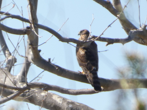 iNaturalist observation photo of Northern Harrier