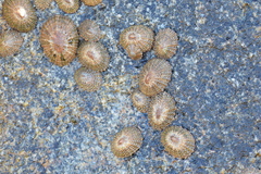 Scutellastra granularis