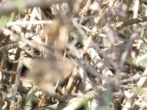 iNaturalist observation photo of Mammals