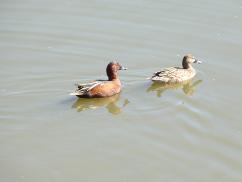 iNaturalist observation photo of Cinnamon Teal