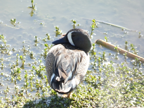 iNaturalist observation photo of Blue-winged Teal