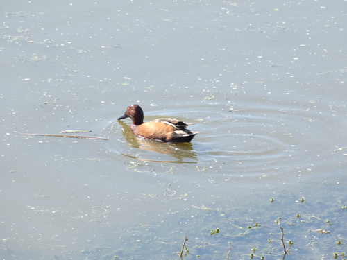 iNaturalist observation photo of Cinnamon Teal