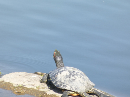 iNaturalist observation photo of Red-eared Slider