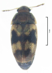 Litargus balteatus