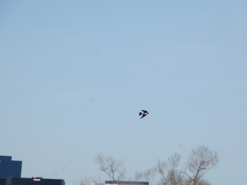 iNaturalist observation photo of Tree Swallow