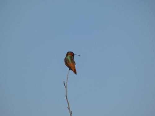 iNaturalist observation photo of Allen's Hummingbird