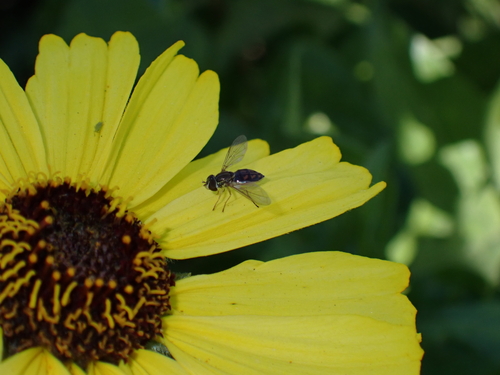 iNaturalist observation photo of Margined Calligrapher