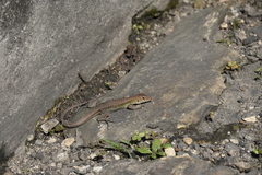 Pholidoscelis griswoldi
