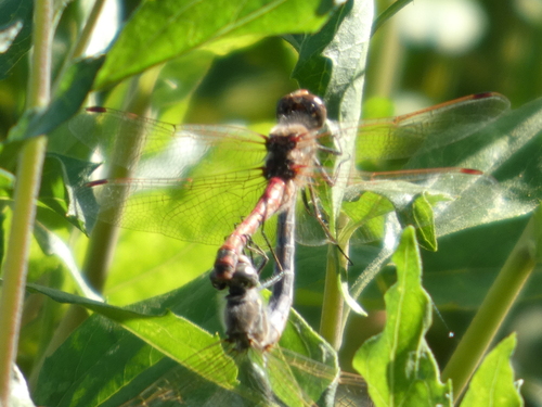 iNaturalist observation photo of Variegated Meadowhawk
