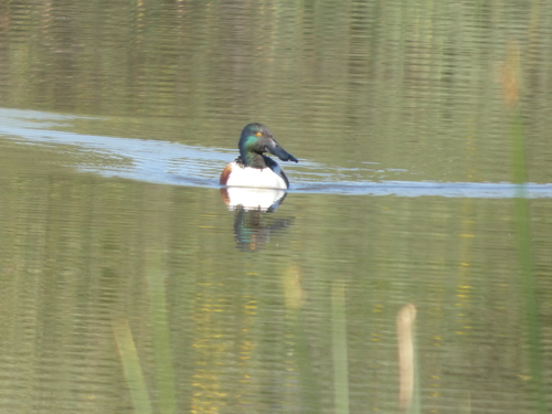 iNaturalist observation photo of Northern Shoveler