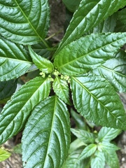 Mercurialis leiocarpa