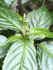 Mercurialis leiocarpa