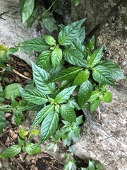 Mercurialis leiocarpa