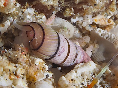 Terenolla pygmaea observed 2024-07-18