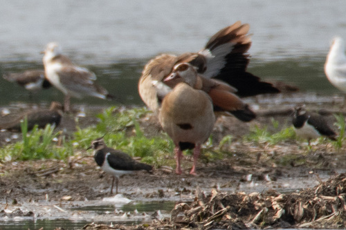 iNaturalist: (c) Jette Weiß, some rights reserved (CC BY-NC), uploaded by Jette Weiß iNaturalist image