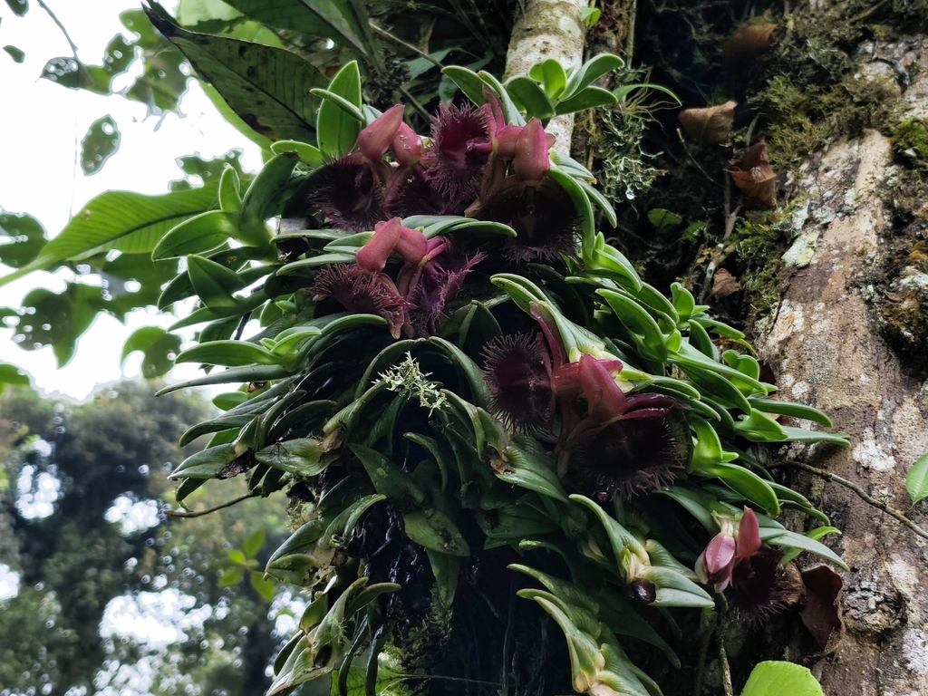 Epidendrum medusae (Rchb.f.) Cogn.