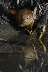 Troglodytes troglodytes